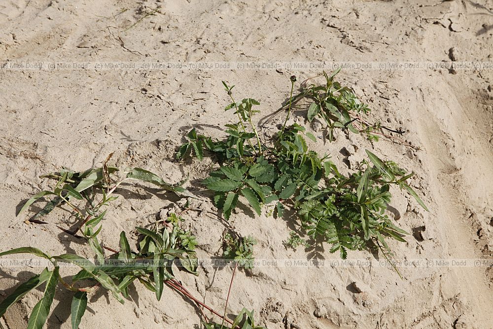 Sanguisorba officinalis growing in pure sand on river bank