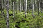 Sphagnum filled stream in Betula and Picea forest near Mukhrino field station
