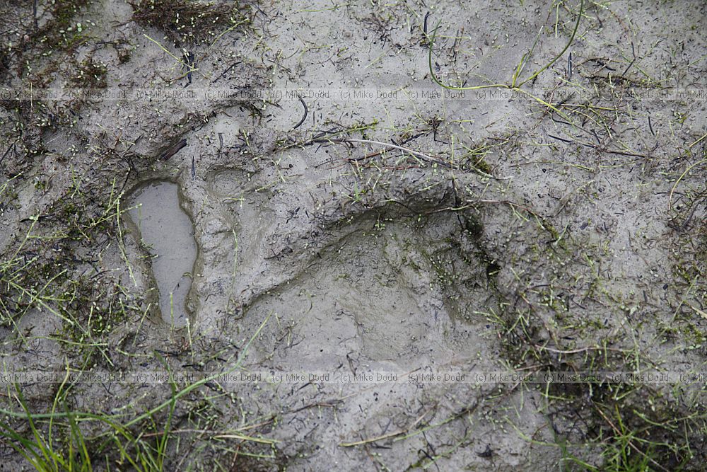 Ursus arctos arctos Eurasian brown bear footprint
