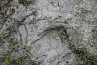 Ursus arctos arctos Eurasian brown bear footprint