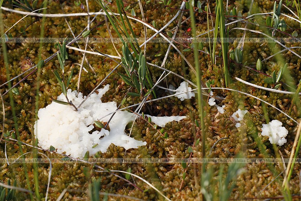 A white slime mould on the bog