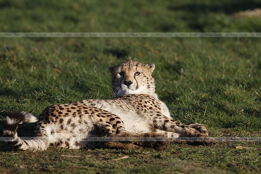 Acinonyx jubatus soemmeringii Northern Cheetah