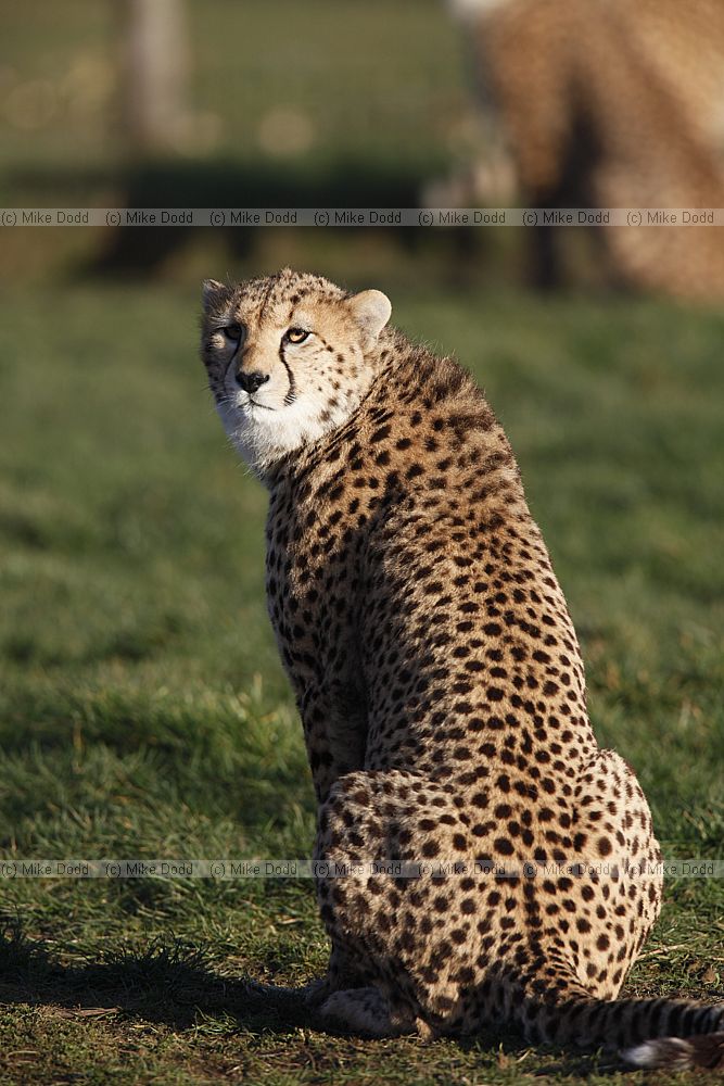 Acinonyx jubatus soemmeringii Northern Cheetah