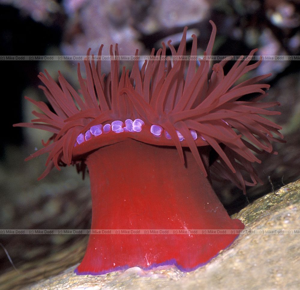 Actinia equina Beadlet Anemone