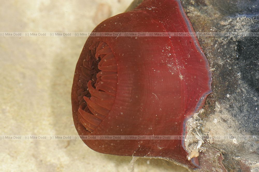 Actinia equina Beadlet Anemone