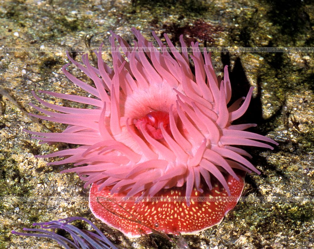 Actinia fragacea Strawberry Anemone