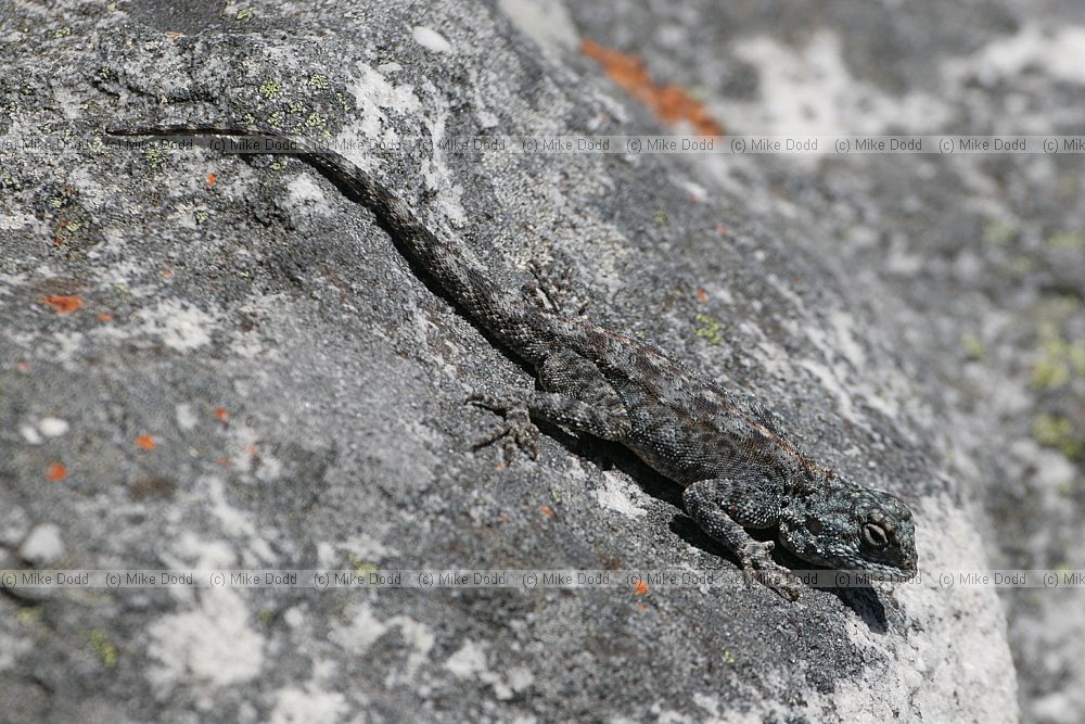 Agama atra Southern rock agama
