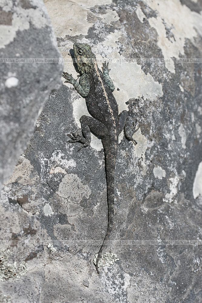 Agama atra Southern rock agama