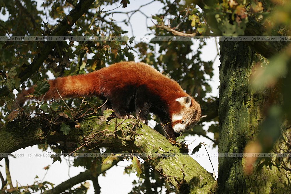 Ailurus fulgens Red panda