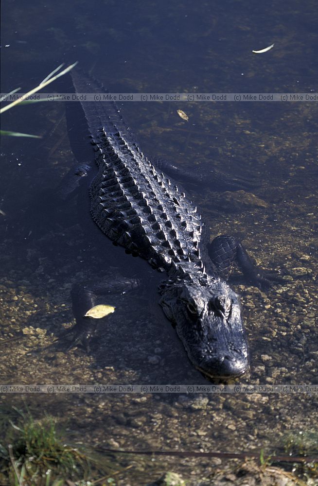 Alligator mississippiensis Alligator in Everglades Florida