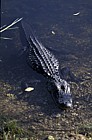 Alligator mississippiensis Alligator in Everglades Florida