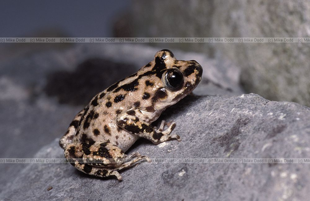 Alytes muletensis Mallorcan midwife toad or Majorcan midwife toad