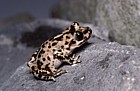 Alytes muletensis Mallorcan midwife toad or Majorcan midwife toad