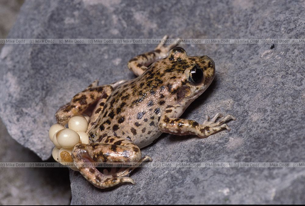 Alytes muletensis Mallorcan midwife toad or Majorcan midwife toad