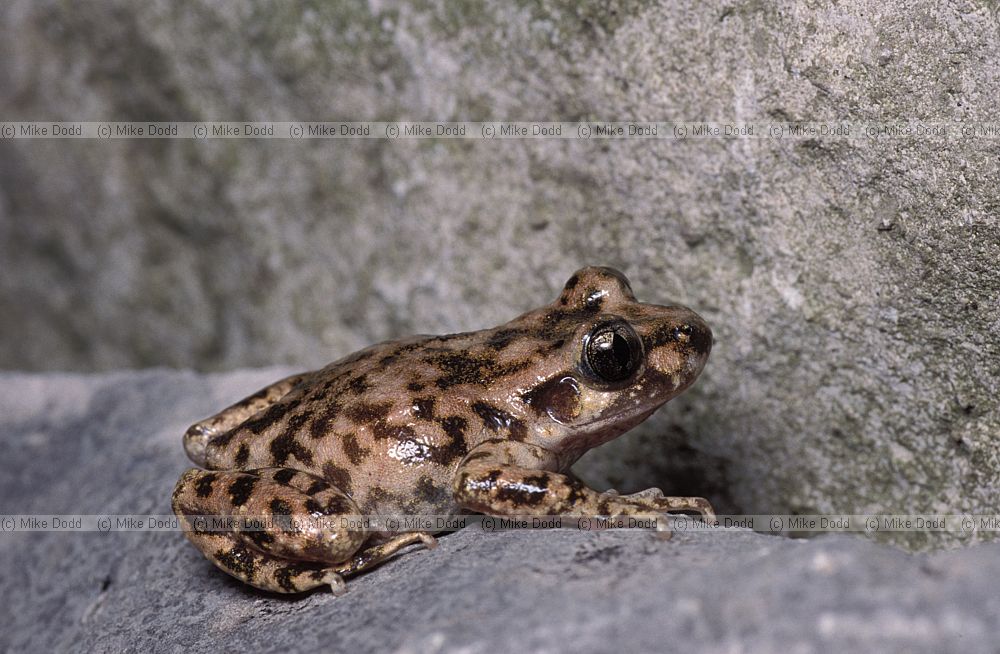 Alytes muletensis Mallorcan midwife toad or Majorcan midwife toad