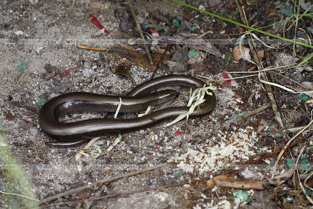 Anguis fragilis Slow worm