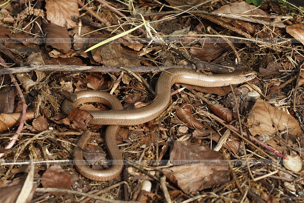 Anguis fragilis Slow Worm