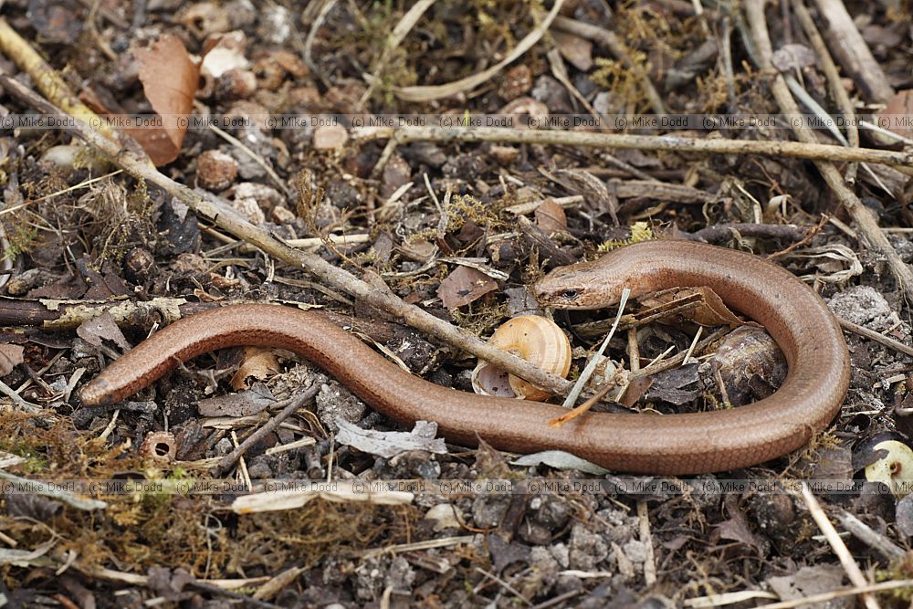 Anguis fragilis Slow-worm