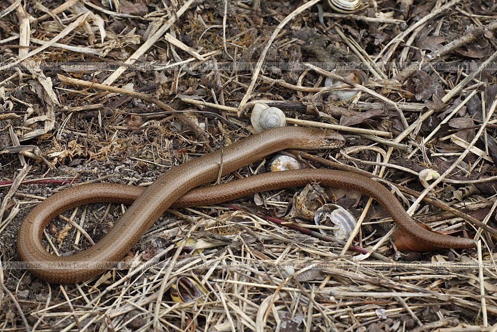 Anguis fragilis Slow-worm