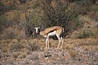 Antidorcas marsupialis Springbok at Augrabies national park