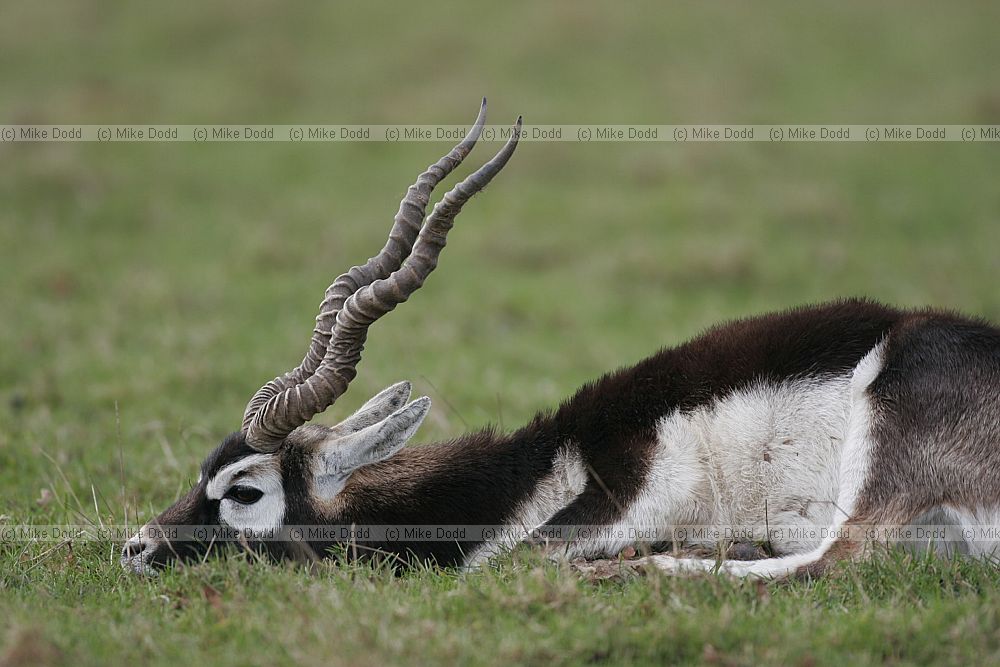 Antilope cervicapra Blackbuck