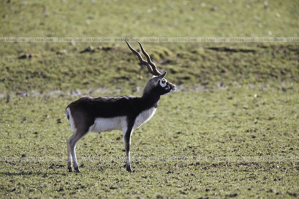 Antilope cervicapra Blackbuck