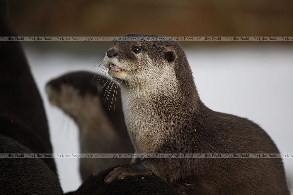 Aonyx cinerea Asian Small-clawed Otter