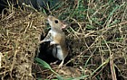 Apodemus flavicollis Yellow neck mouse