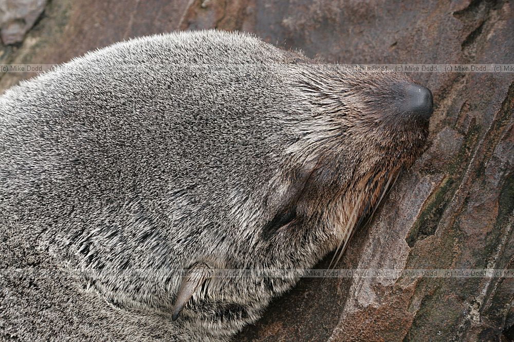 Arctocephalus australis South American Fur seal