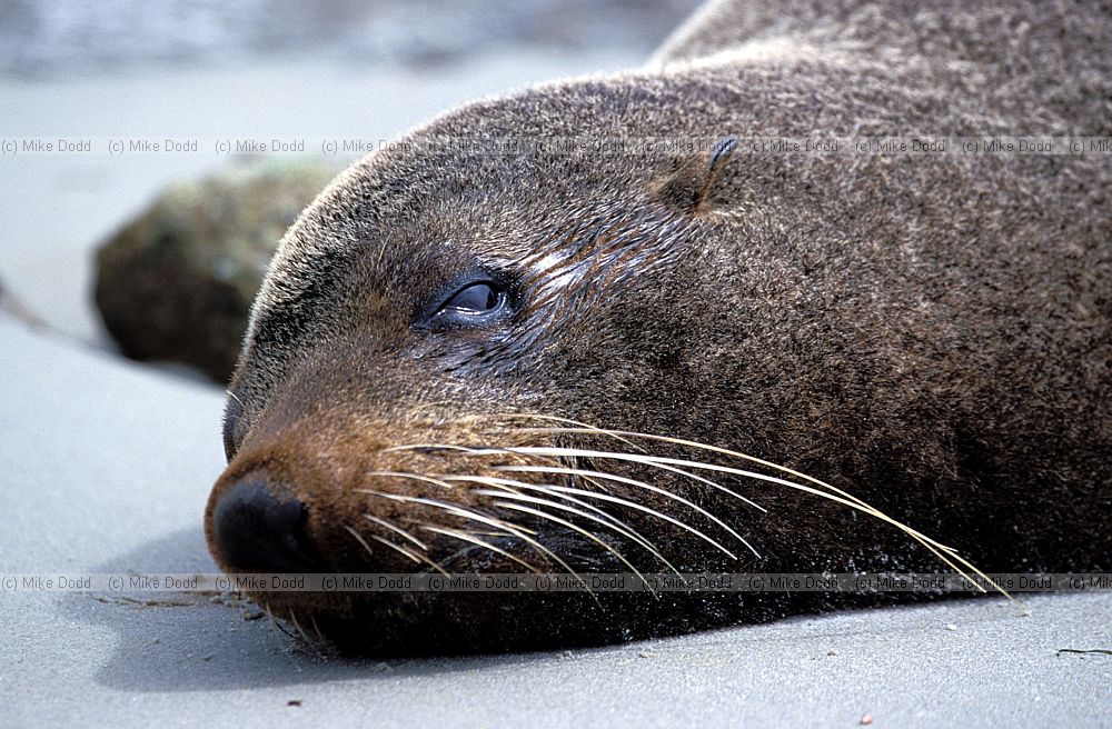 Arctocephalus forsteri New Zealand fur seal