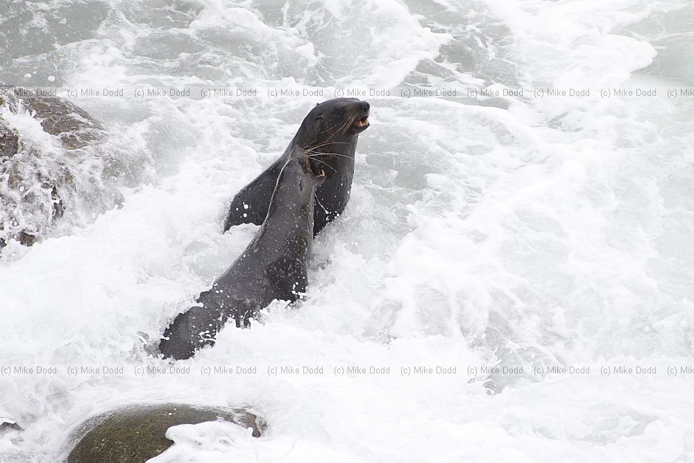 Arctocephalus forsteri New Zealand fur seal