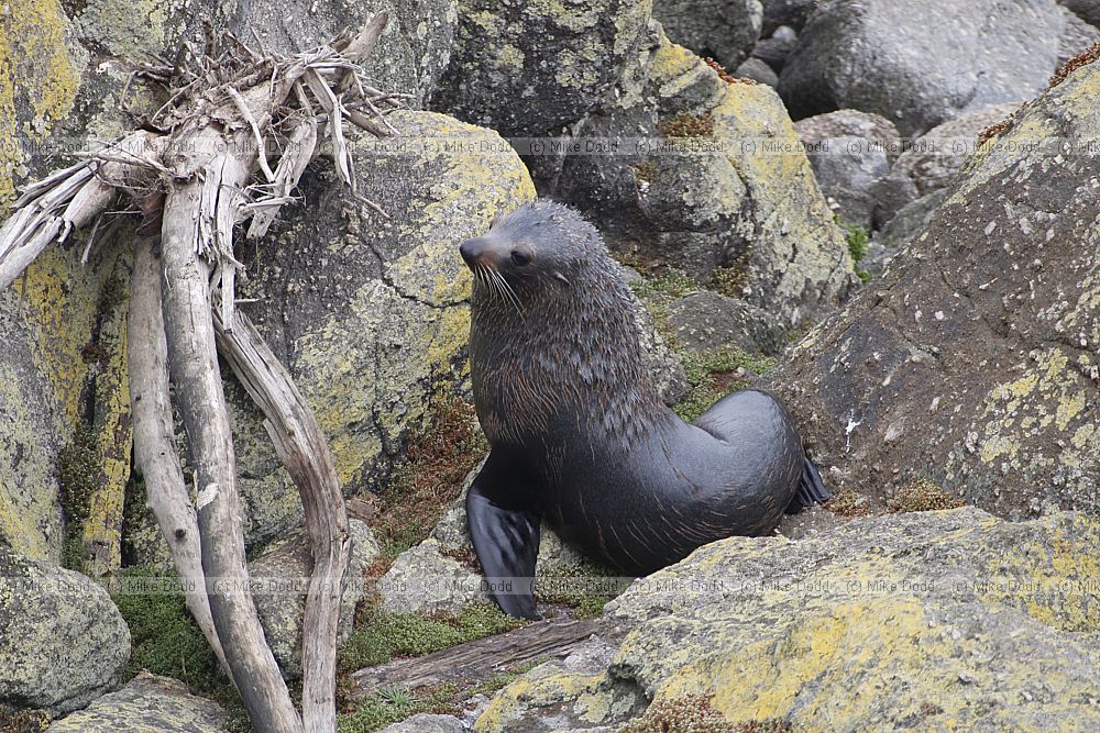 Arctocephalus forsteri New Zealand fur seal
