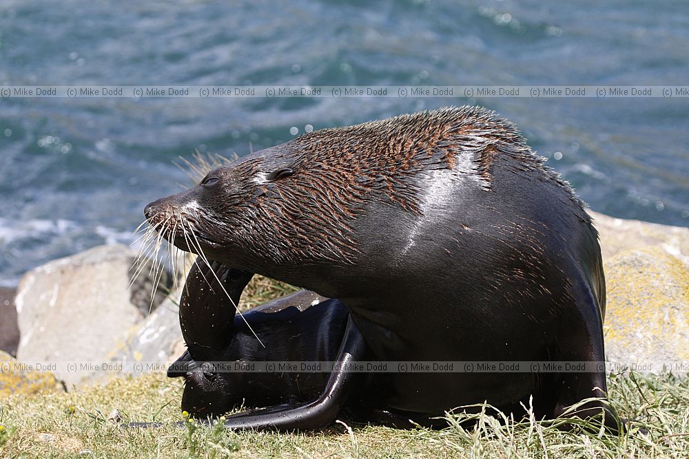 Arctocephalus forsteri New Zealand fur seal