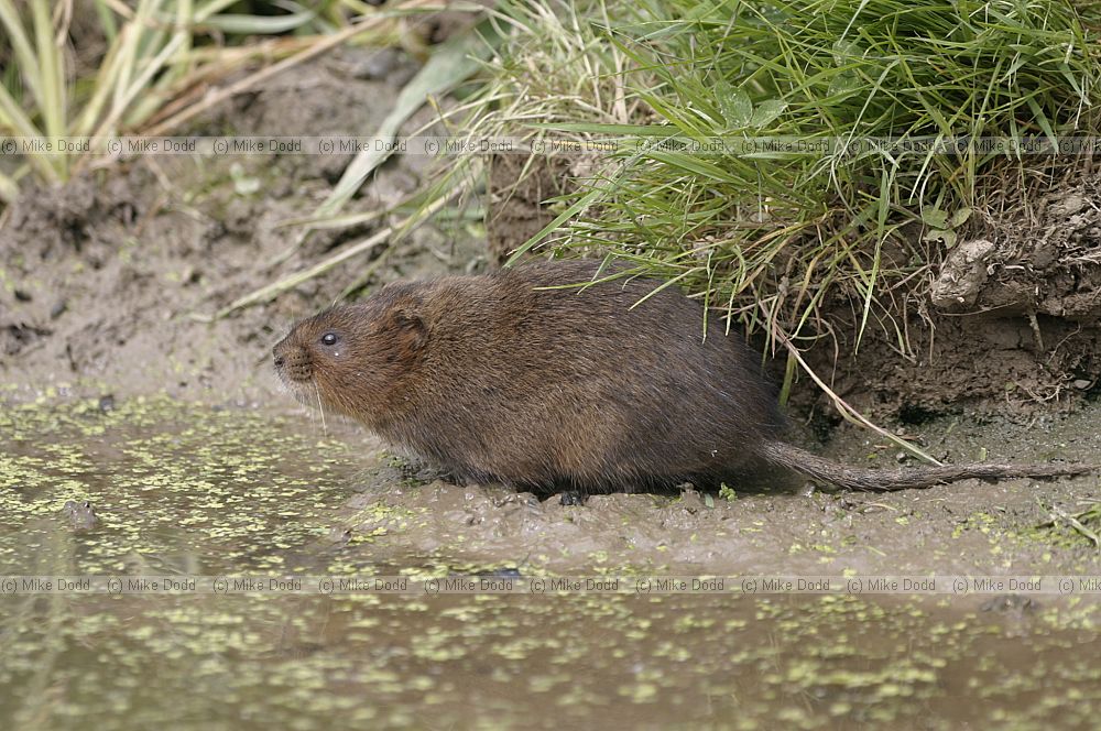 Arvicola amphibius Water vole