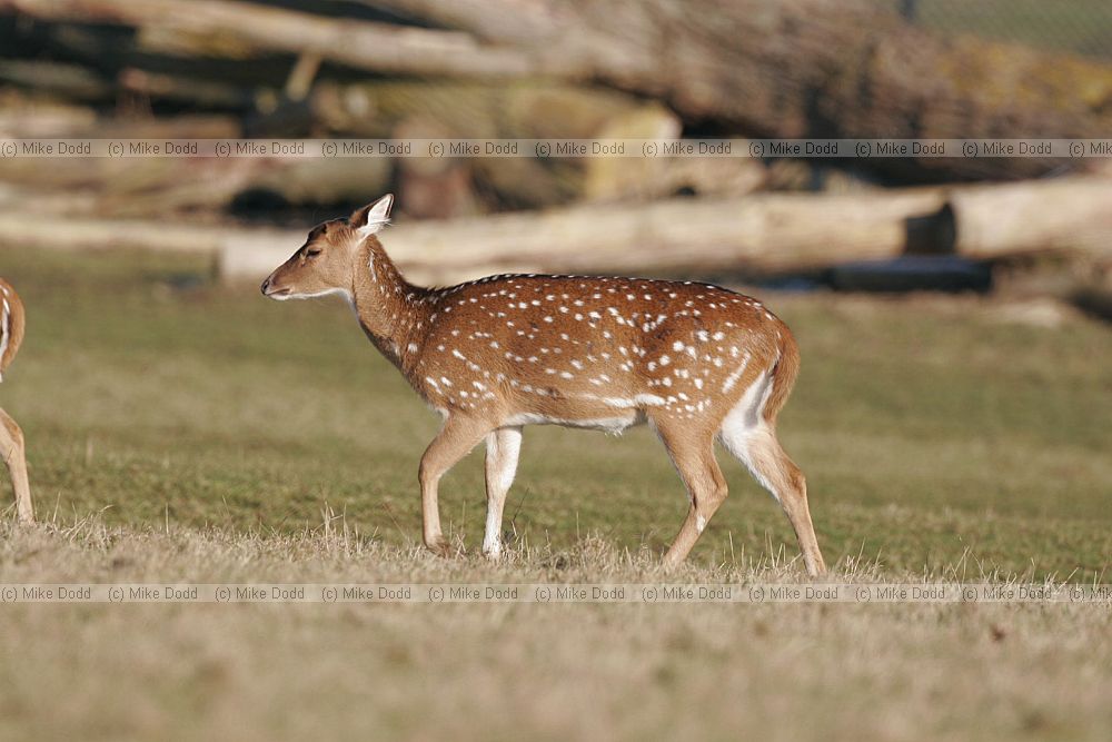 Axis axis Axis deer or Chital