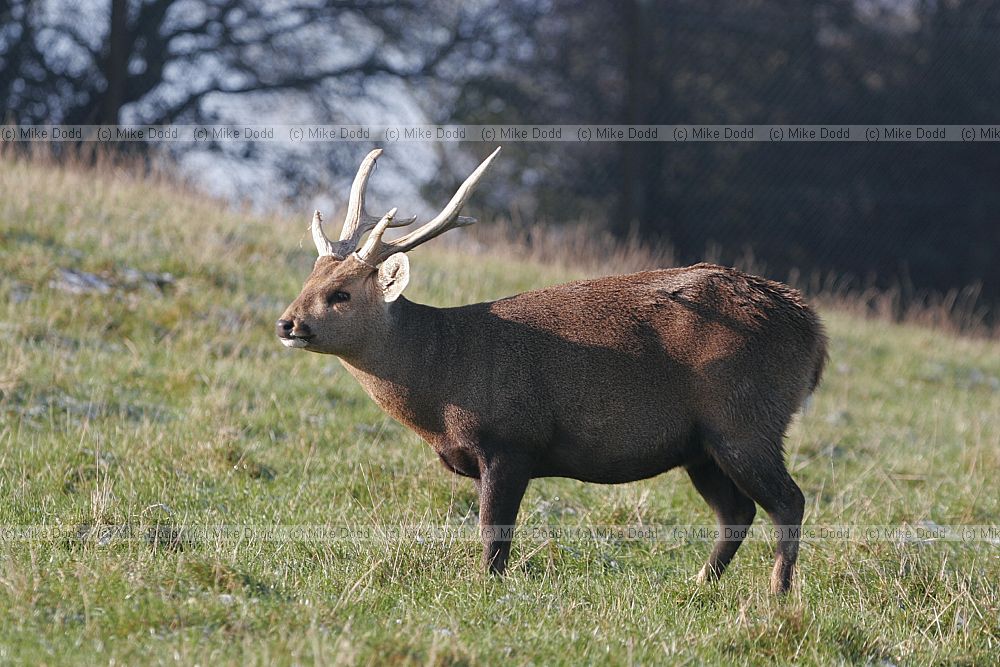 Axis porcinus Hog deer