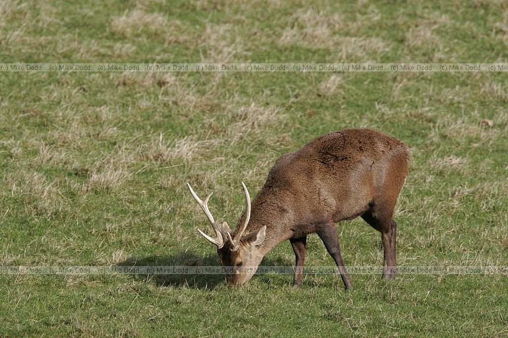 Axis porcinus Hog deer