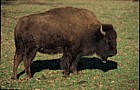 Bison bison bison American bison