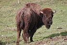Bison bonasus European Bison