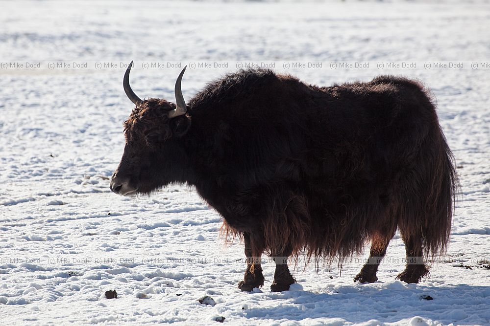 Bos grunniens Yak