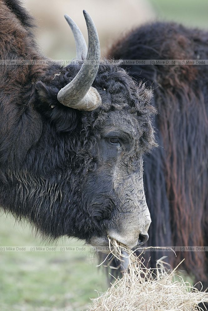 Bos grunniens Yak
