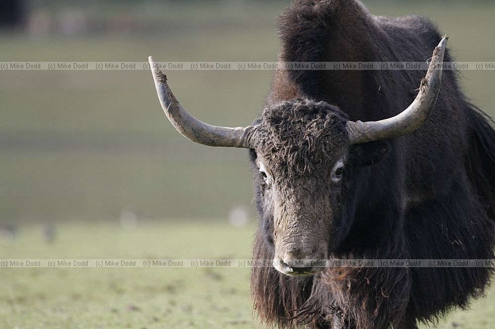 Bos grunniens Yak