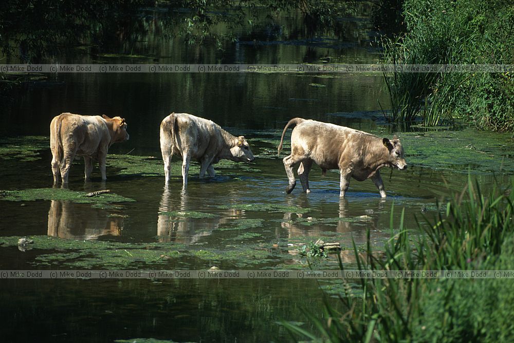 Bos primigenius cattle