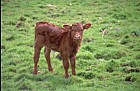 Bos primigenius calf
