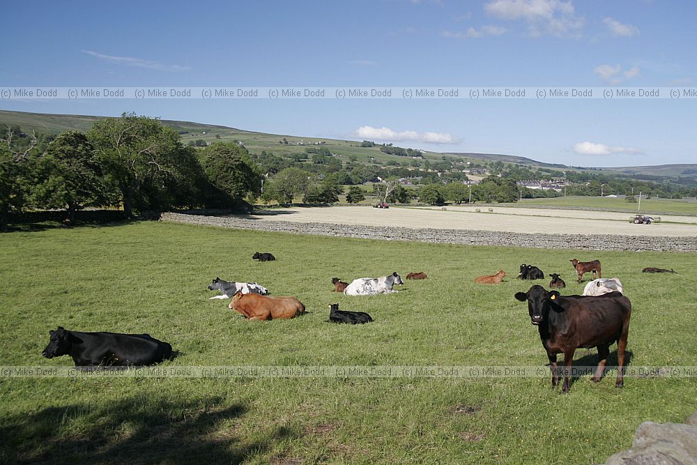 Bos primigenius Cattle