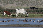 Bos primigenius Cattle and ducks