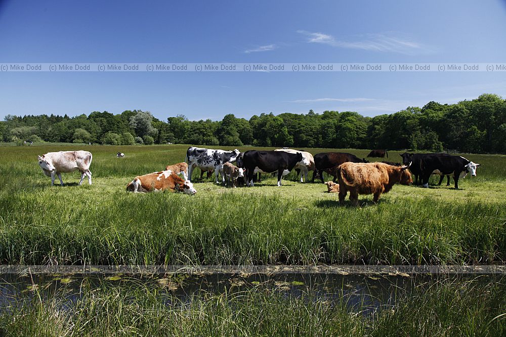 Bos primigenius Cattle in wet grassland