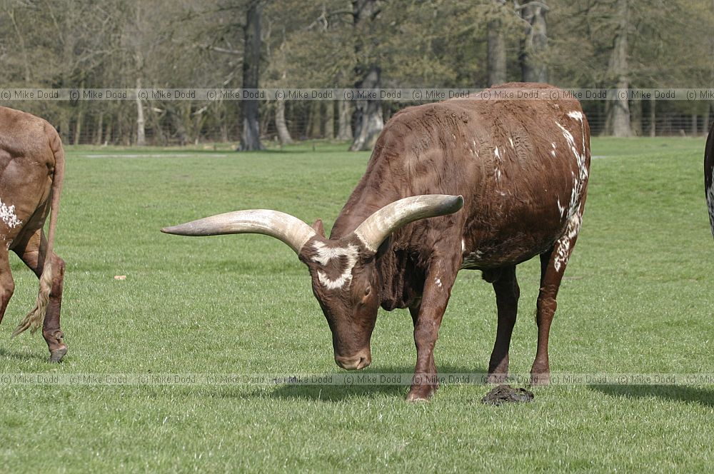 Bos primigenius ankole Ankole Cattle