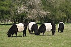 Bos primigenius Belted galloway cattle