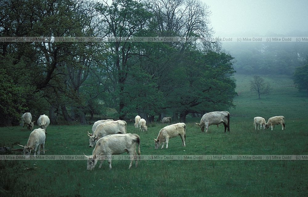 Bos primigenius cattle at chillingham (ancient semi-wild breed)